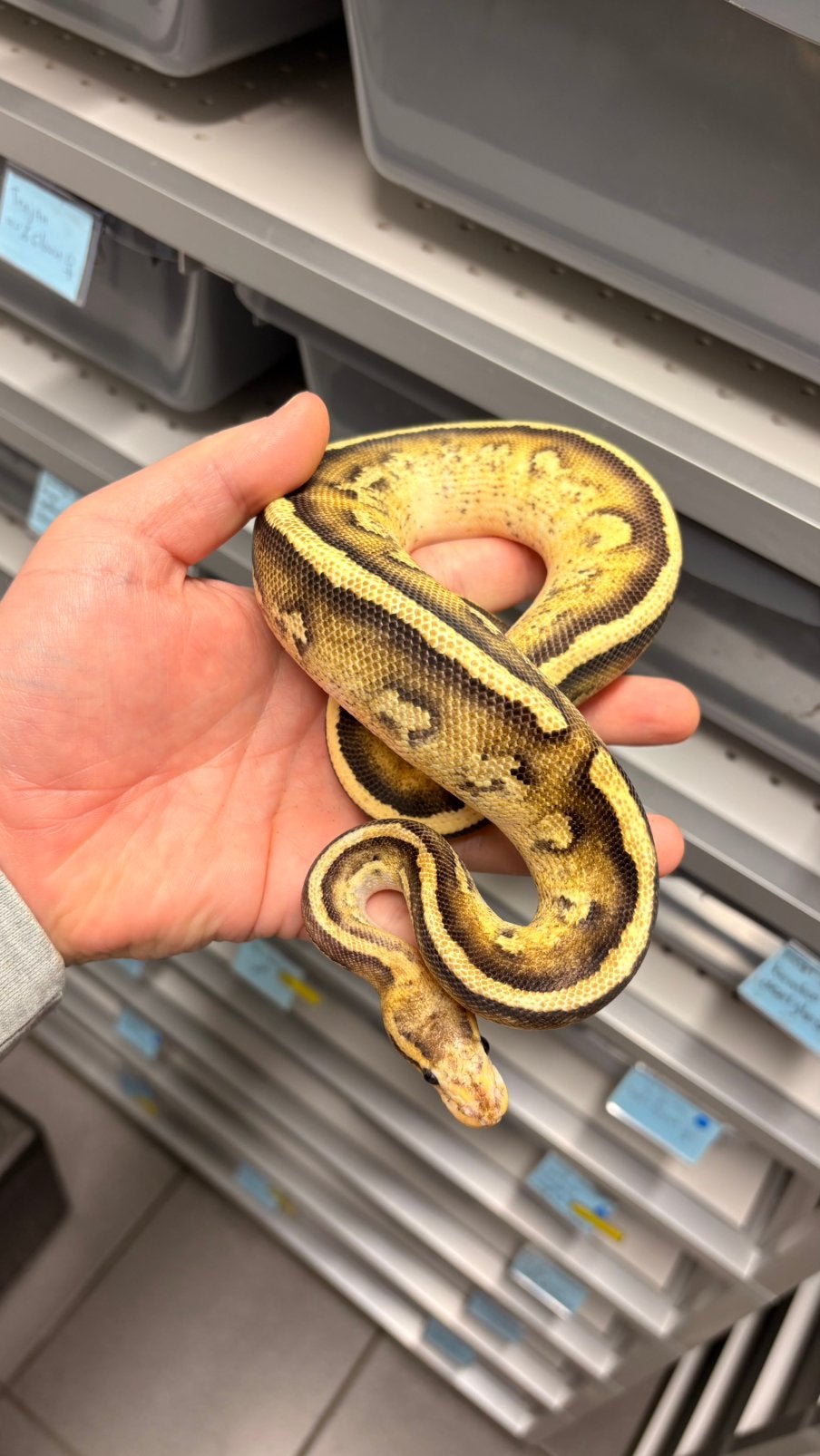 Ball python stranger fire yellowbelly 100% clown Ball Python photo 3