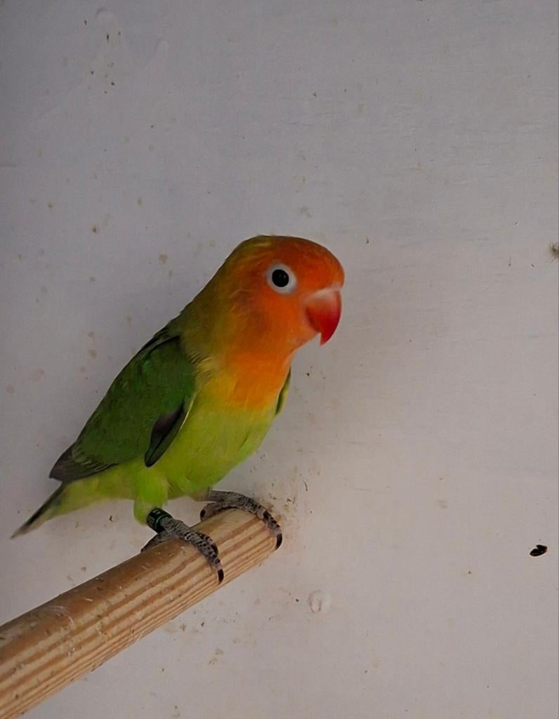 Te koop Lilianea dwergpapegaaitjes 2026, Dieren en Toebehoren, Vogels | Parkieten en Papegaaien, Meerdere dieren, Dwergpapegaai of Agapornis