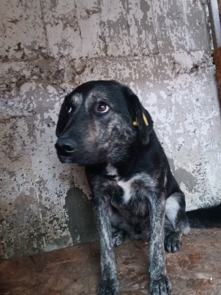 lieve Wisley wacht ook al zo op adoptie!, Particulier, Reu, Buitenland, Eén hond