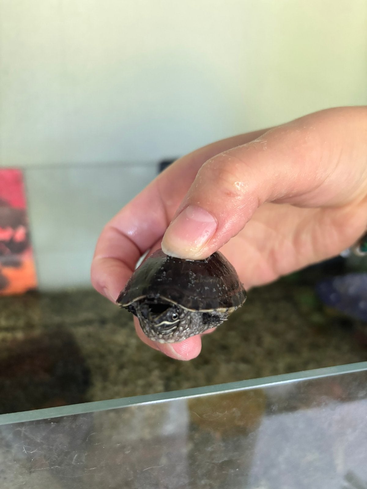 2x Muskusschildpad Turtle photo 3