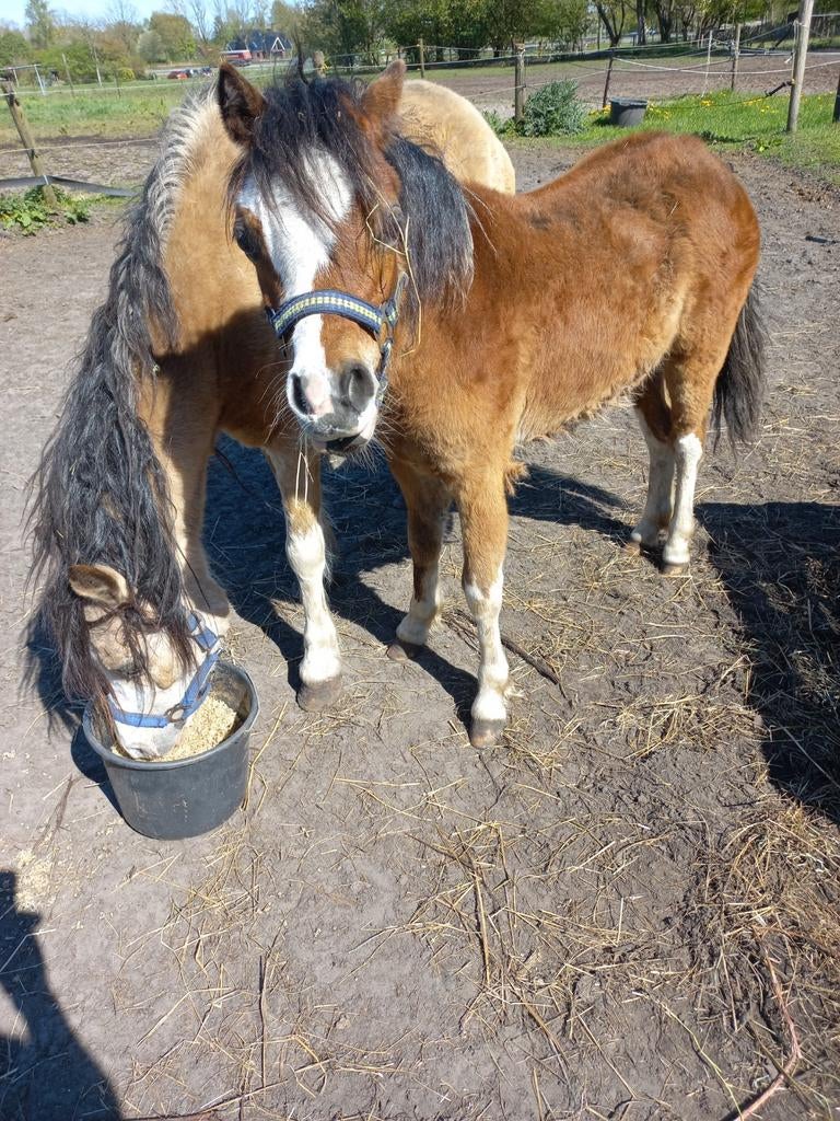 Welsh a jaarling merrie, Dieren en Toebehoren, Merrie, Met stamboom, 0 tot 2 jaar, A pony (tot 1.17m)