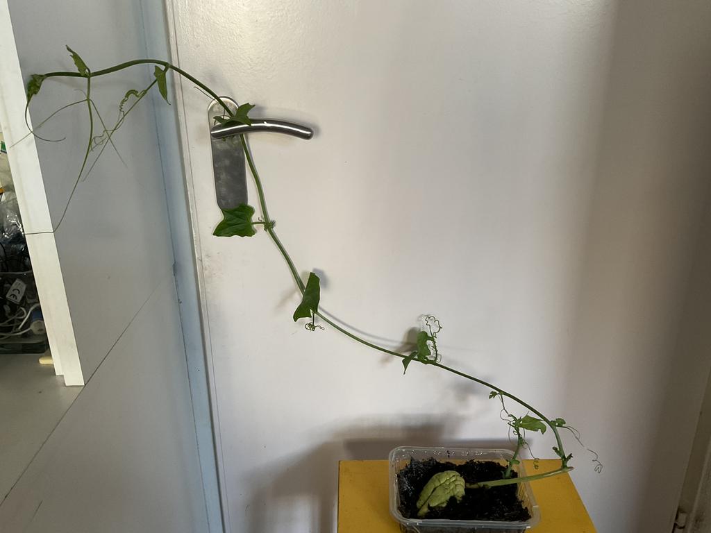 Chayote plant, Tuin en Terras, Ophalen of Verzenden, Vaste plant, Groenteplanten, Volle zon