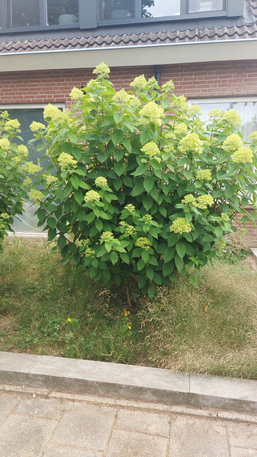 Hortensia 'Limelight' - GRATIS! Nog 2 stuks!, Ophalen, Overige soorten, Halfschaduw