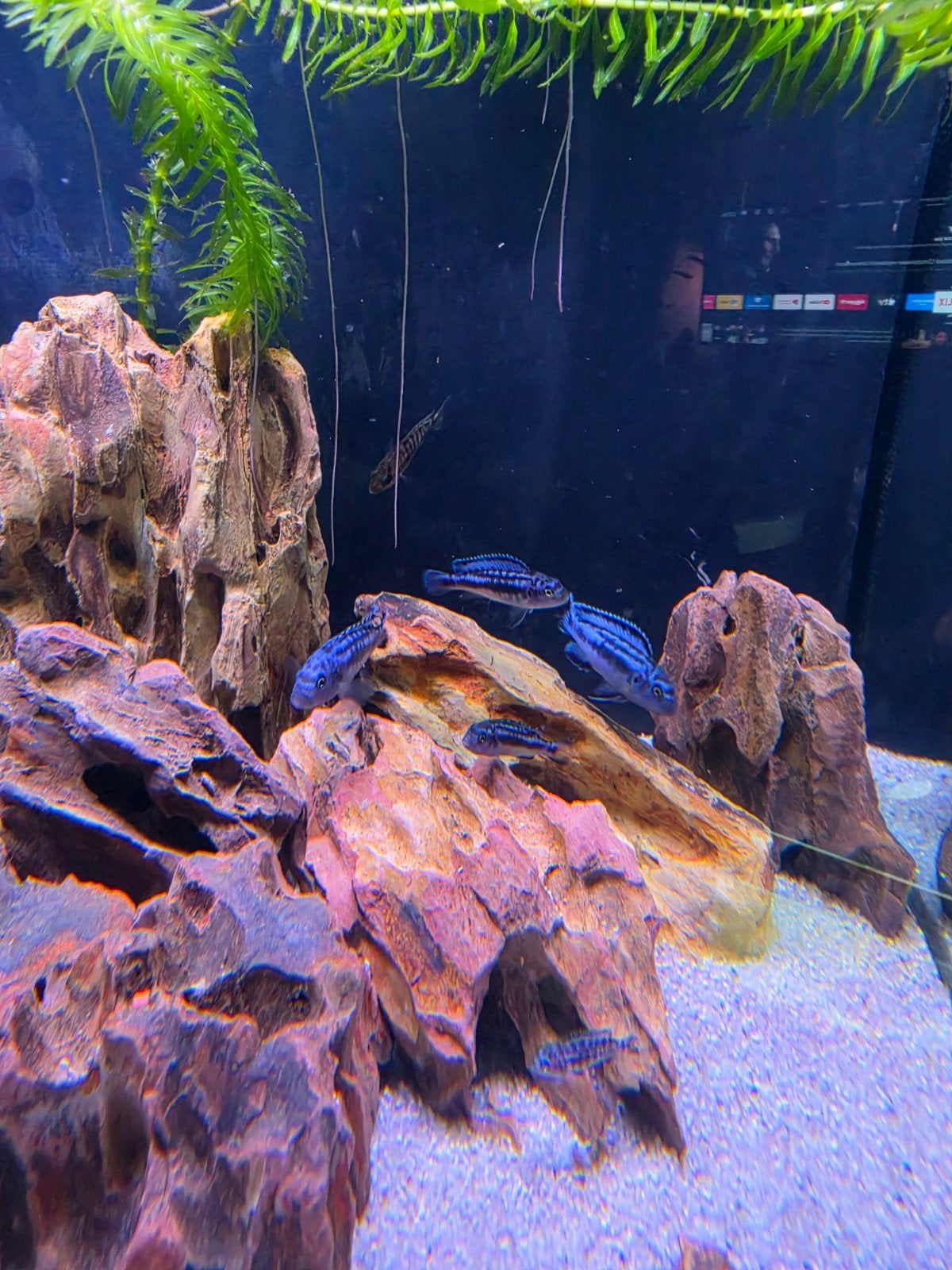 Te koop: Melanochromis cyaneorhabdos (mbuna cichlide), Vis, Zoetwatervis
