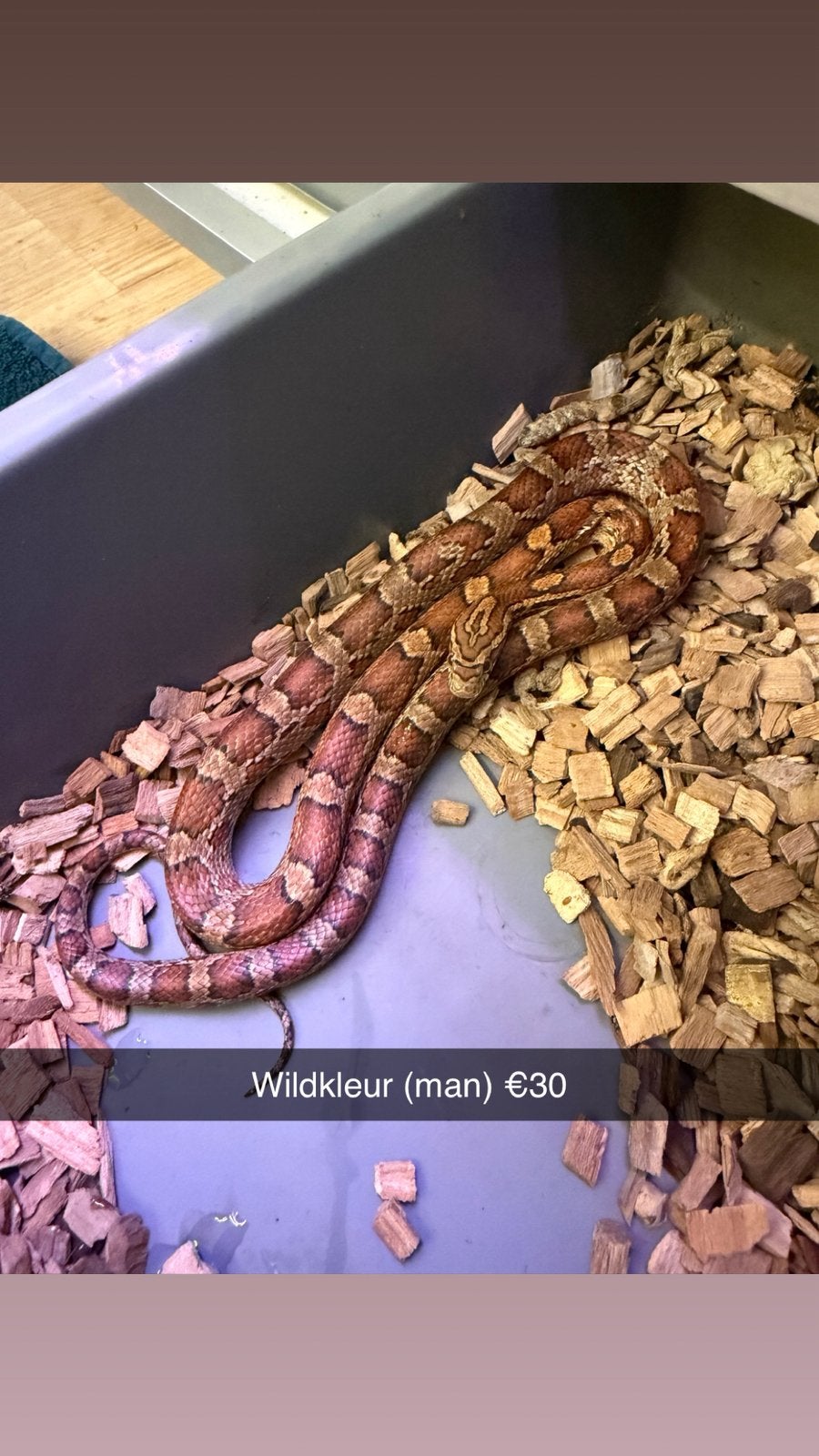 Rattenslangen (Hele leuke genen) (Spoed!) Rat Snake photo 10