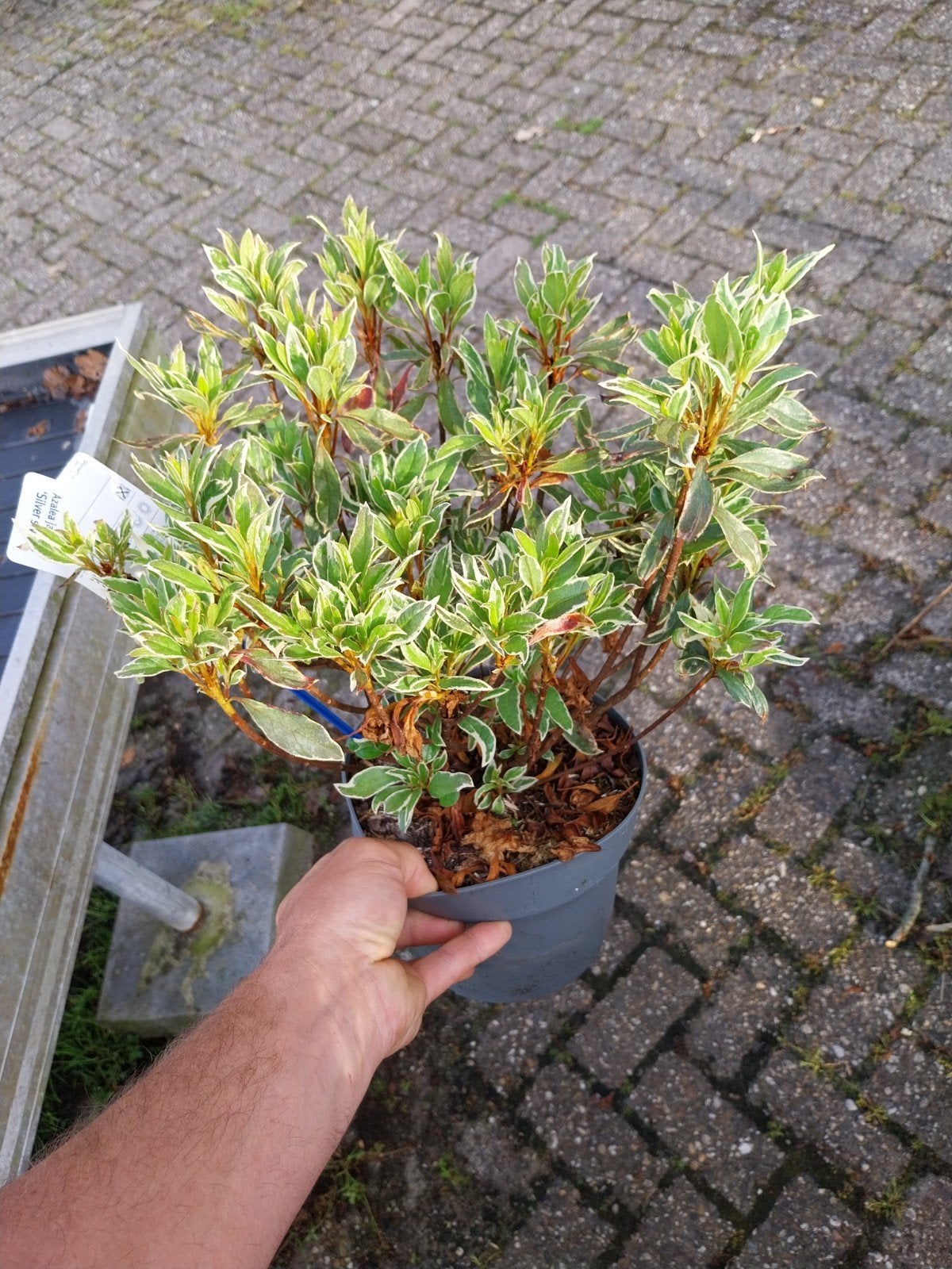 Azalea Japonica 'Silver Sword' - Prachtige Japanse Azalea, Ophalen, Overige soorten, Halfschaduw