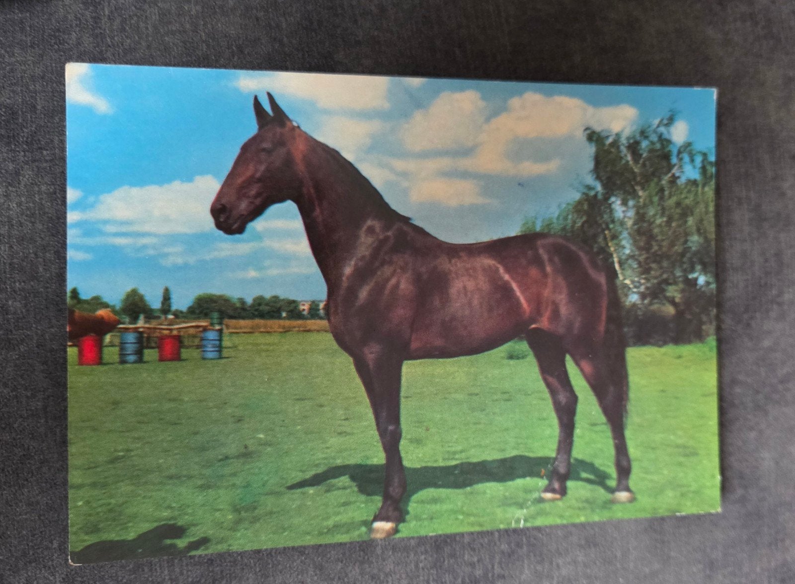 Oude ansichtkaart met paard - Made by Refina, Verzamelen, Verzenden, 1960 tot 1980, Ongelopen, Paard