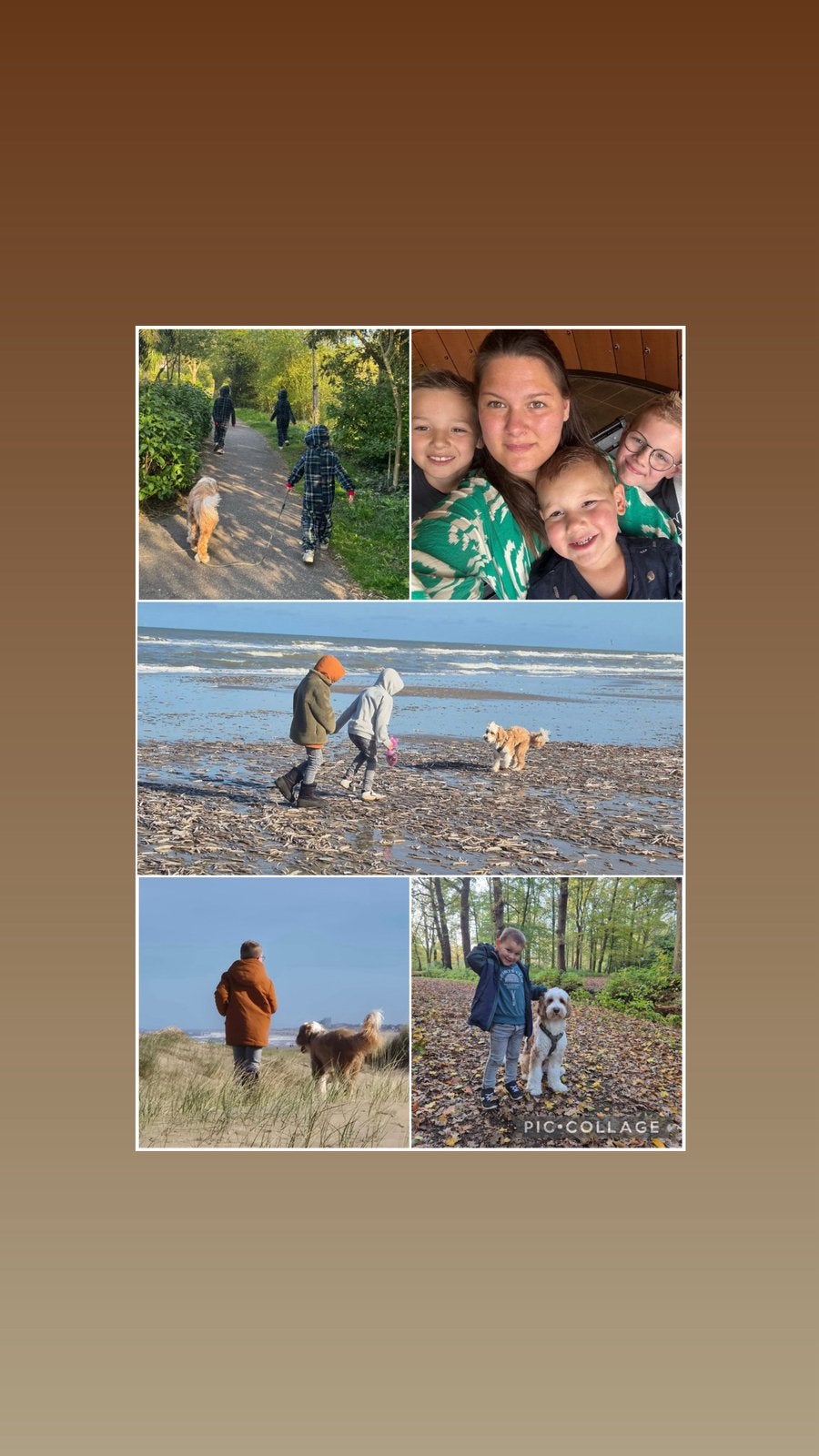 Labradoodle herplaatser gezocht, Dieren en Toebehoren, Honden | Niet-rashonden, 1 tot 2 jaar, Geslacht onbekend, Eén hond, Klein