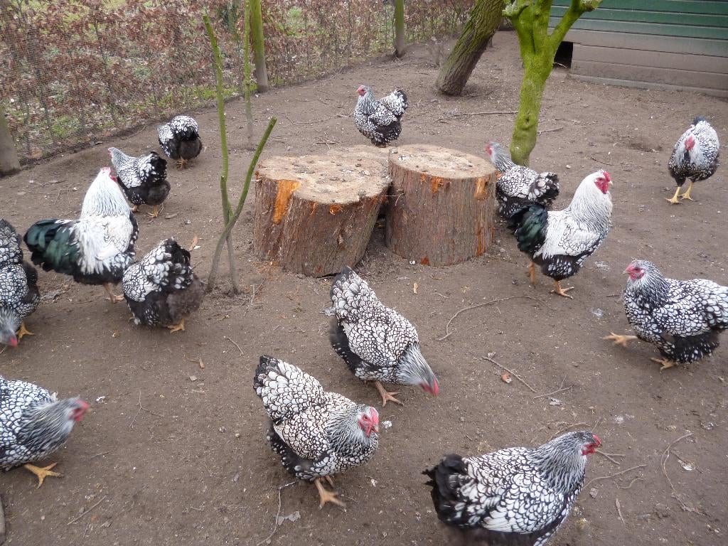 Wyandotte zilver zwartgezoomd broedeieren, Geslacht onbekend, Kip