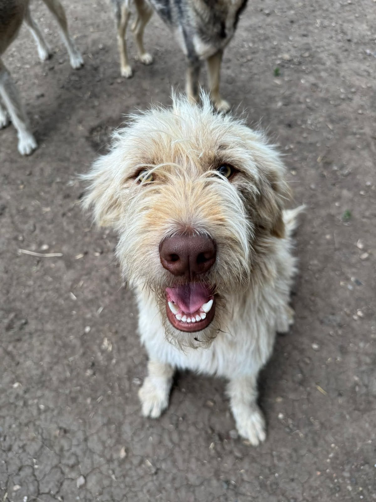 Lizzy zoekt een lieve familie!, Dieren en Toebehoren, Honden | Niet-rashonden, Handelaar, 1 tot 2 jaar, Buitenland, Teef