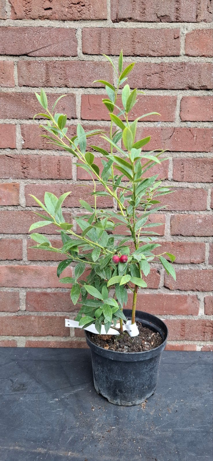 Vaccinium corymbosum 'Pink Lemonade', roze bosbes, Ophalen, Overige soorten