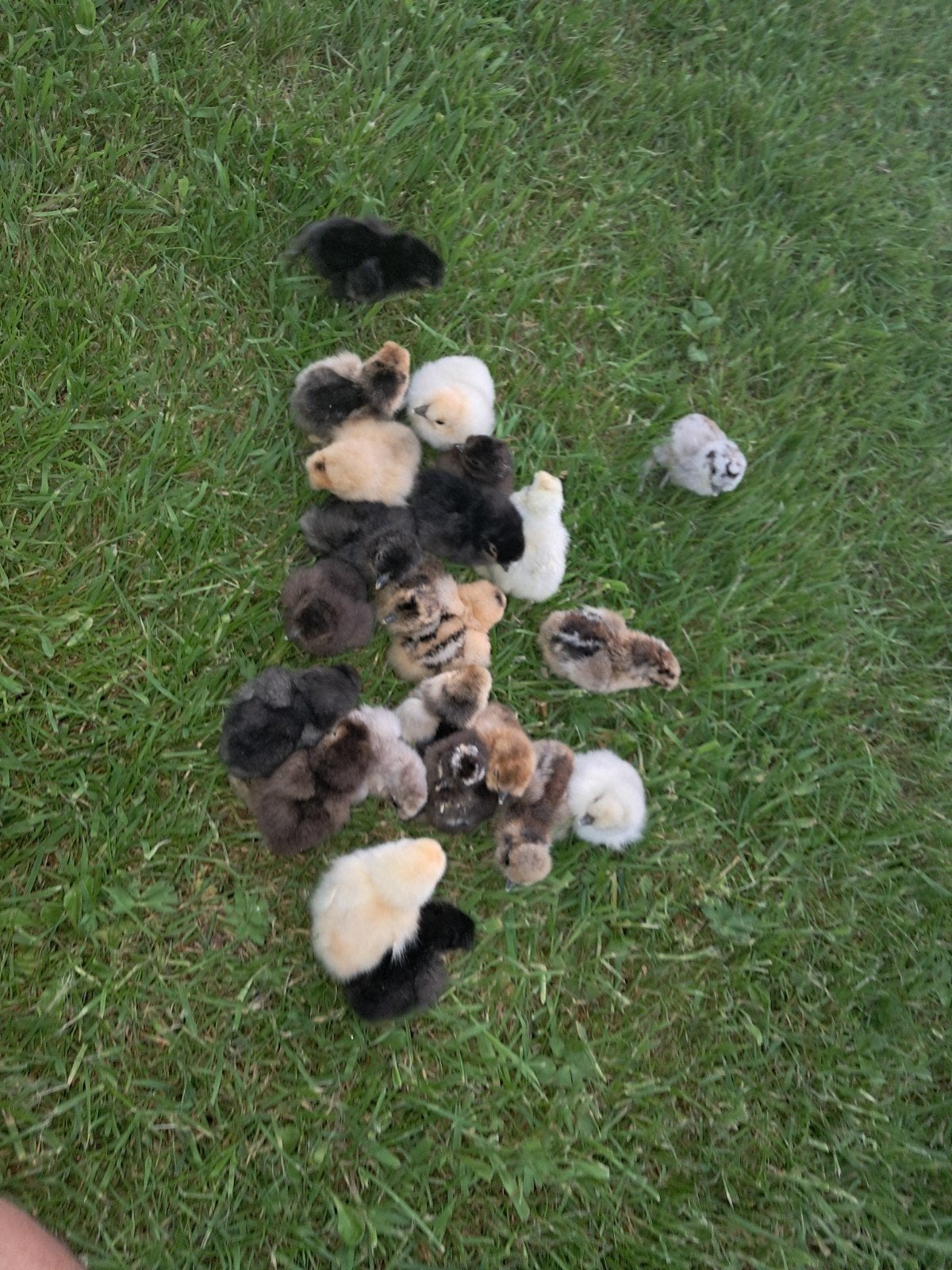 Zijdehoen hen kriel kuikens, Dieren en Toebehoren, Pluimvee, Vrouwelijk, Kip