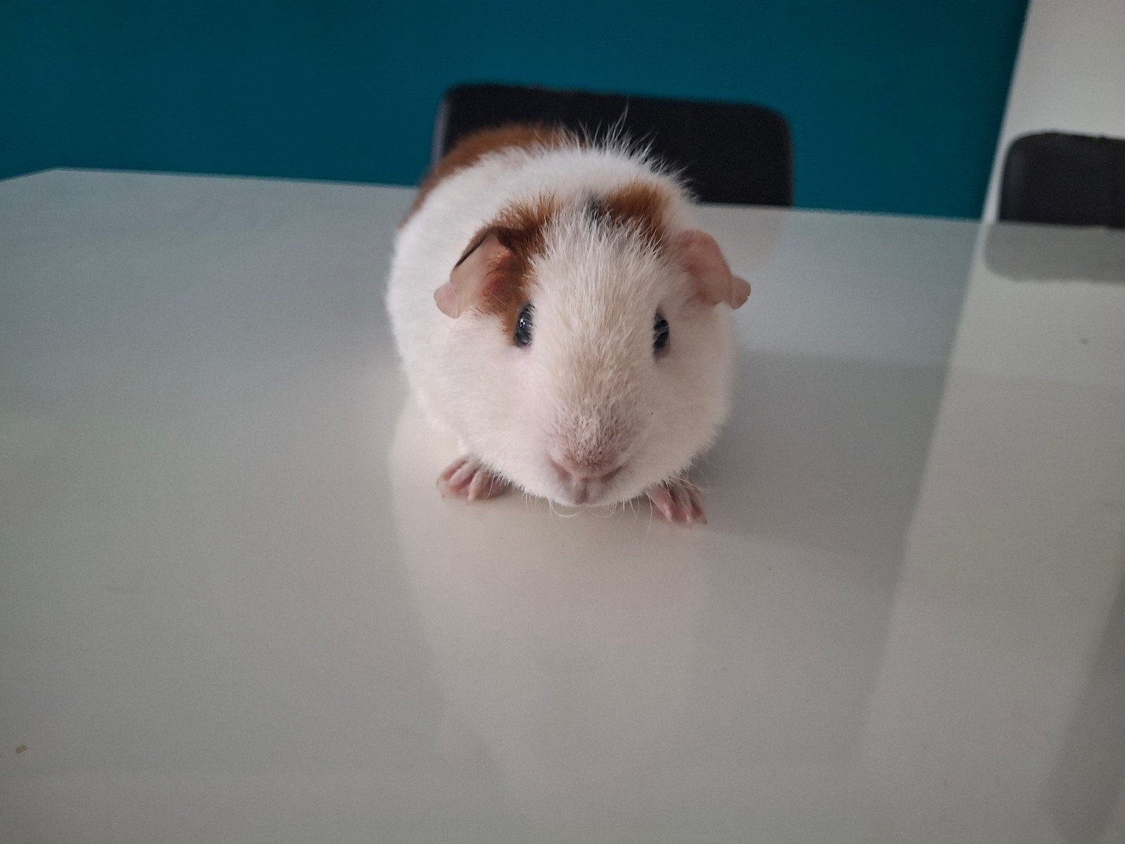 US teddy beer, Dieren en Toebehoren, Knaagdieren, Cavia, April, Mannelijk, Tam