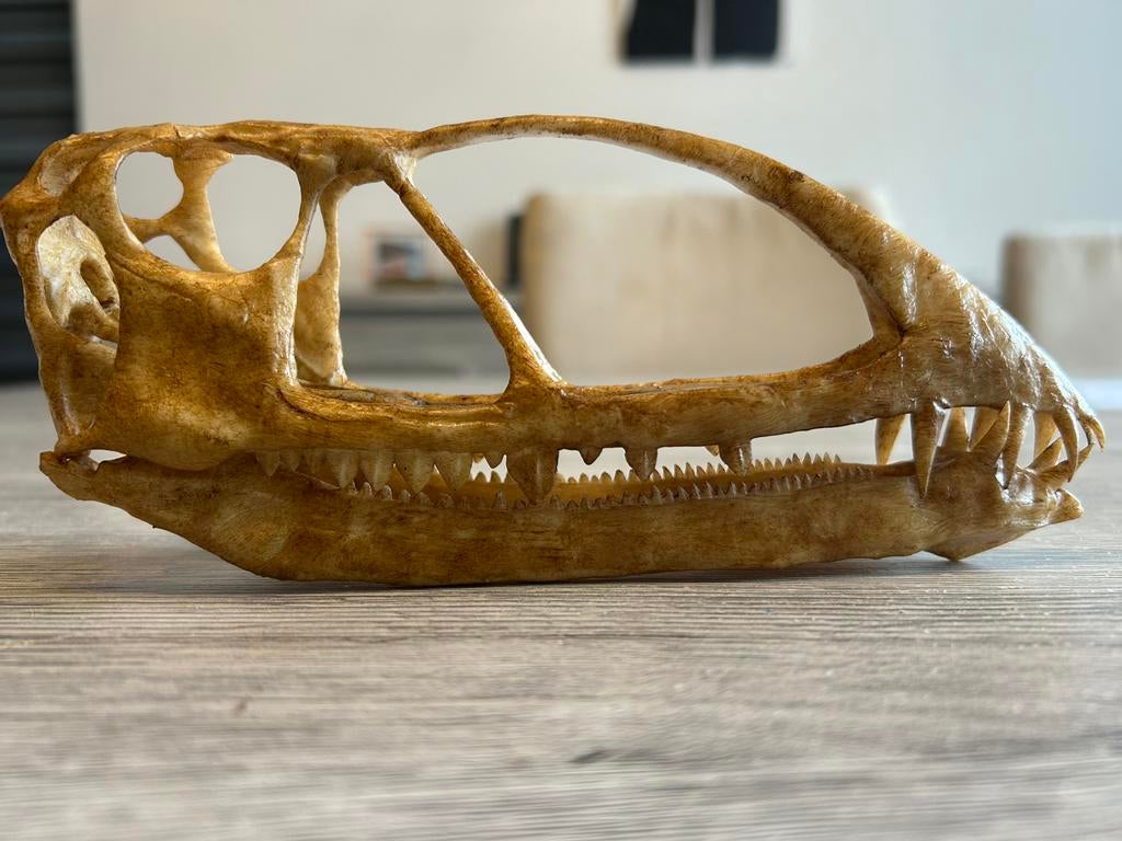 Replica Caelestiventus schedel / dinosaurus, Ophalen of Verzenden, Fossiel