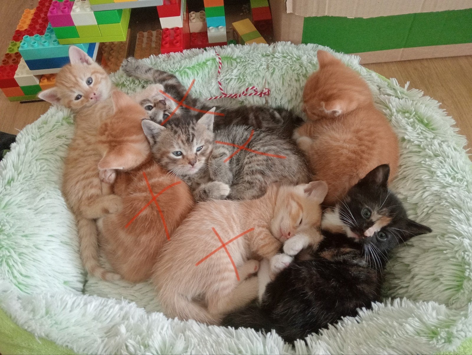 Mooie leuke kitten voor gezin, Dieren en Toebehoren, Katten en Kittens | Overige Katten, Meerdere dieren, Kortharig, 0 tot 2 jaar