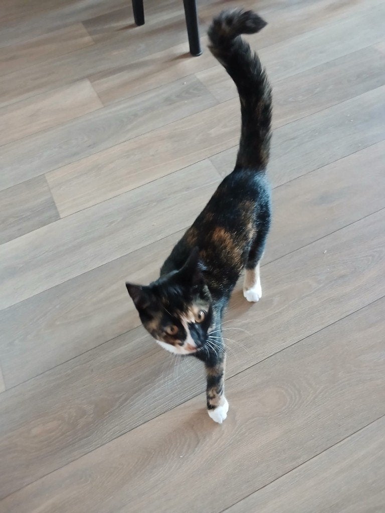 Poesje, Dieren en Toebehoren, Katten en Kittens | Overige Katten, Poes, Kortharig, 0 tot 2 jaar