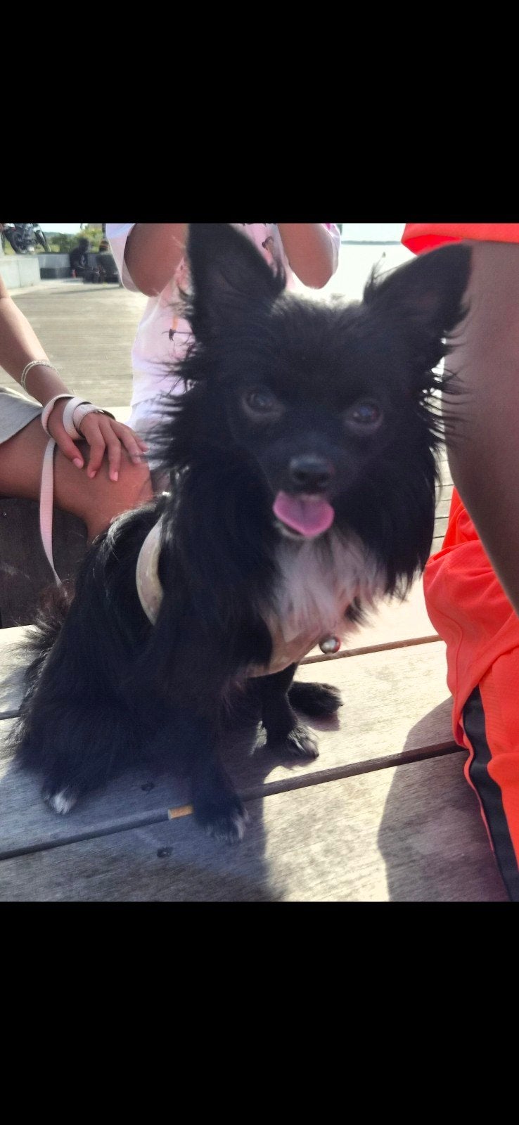 pomeranian x chihuahua, Nederland, 15 weken tot 1 jaar, Handelaar, Eén hond