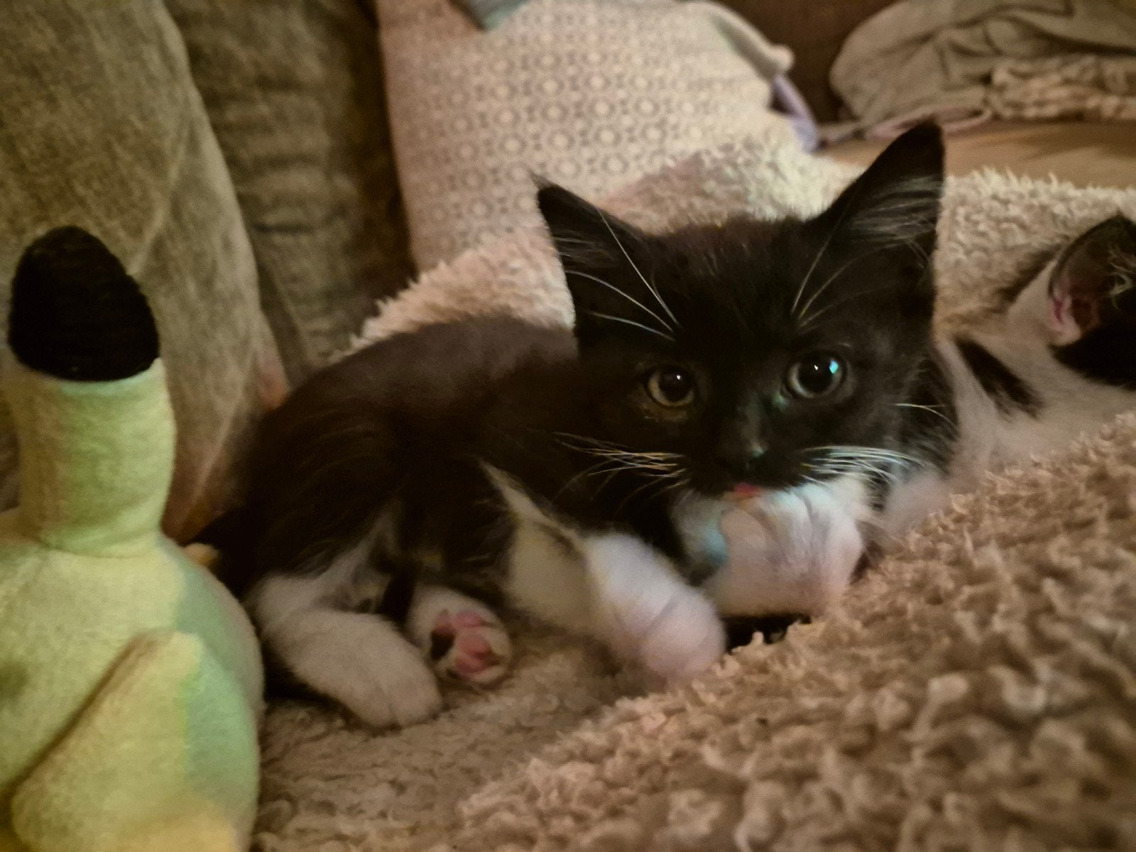 Lieve Siberische Boskat kruising kittens te koop, Dieren en Toebehoren, Meerdere dieren