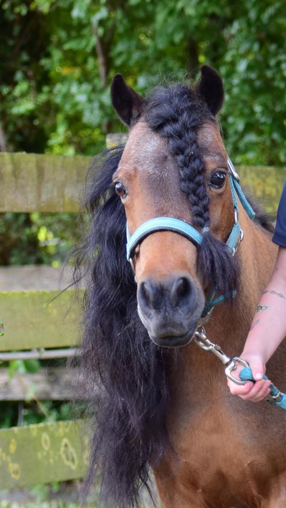 Lieve Shetlander, Merrie, A pony (tot 1.17m), 11 jaar of ouder