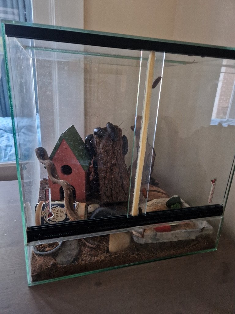 Kolonie sissende kakkerlakken inclusief terrarium, Dieren en Toebehoren, Overige soorten