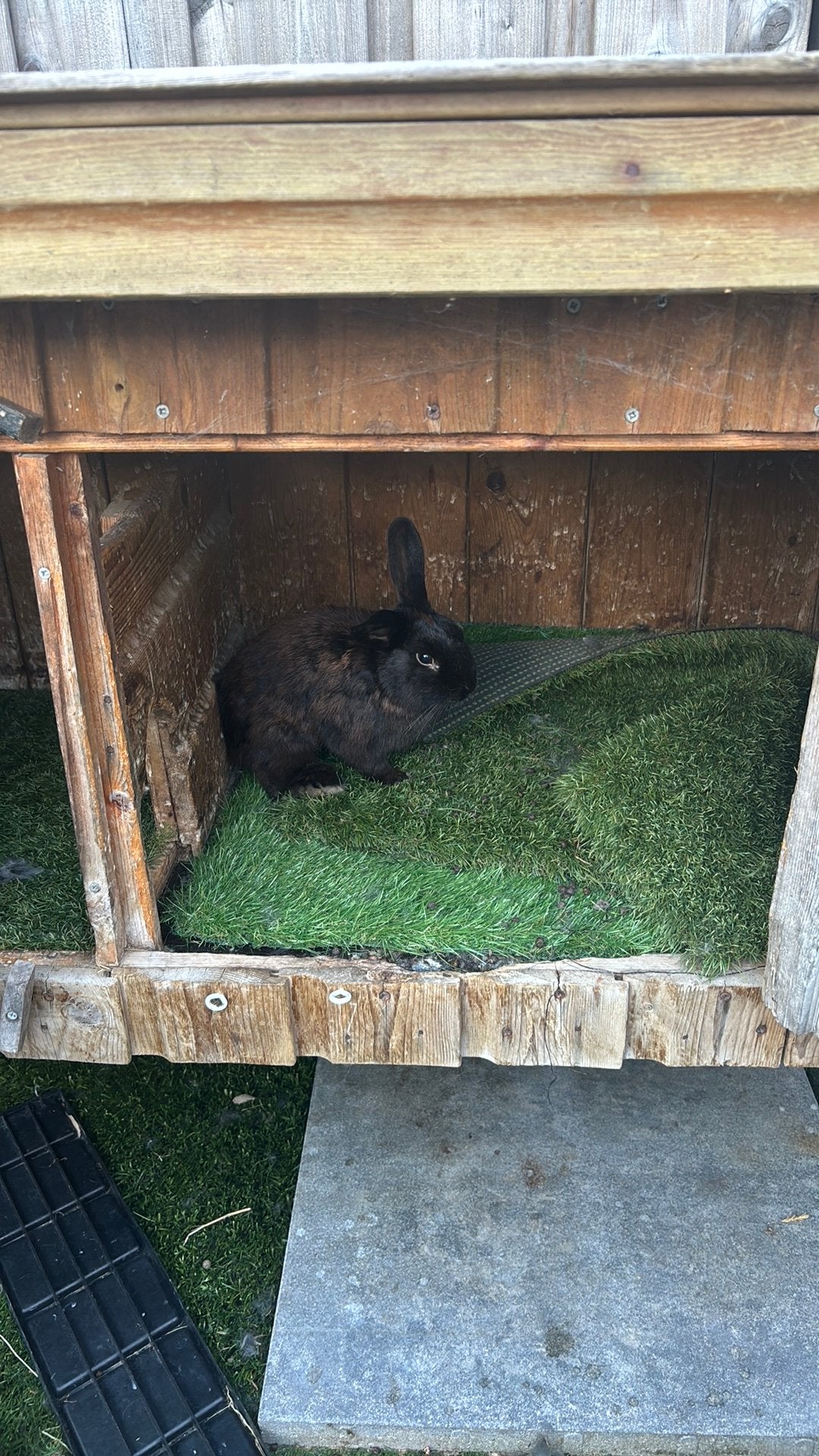Konijnen zoeken huisje. 3 rammetjes. Gratis, Mannelijk, Dwerg