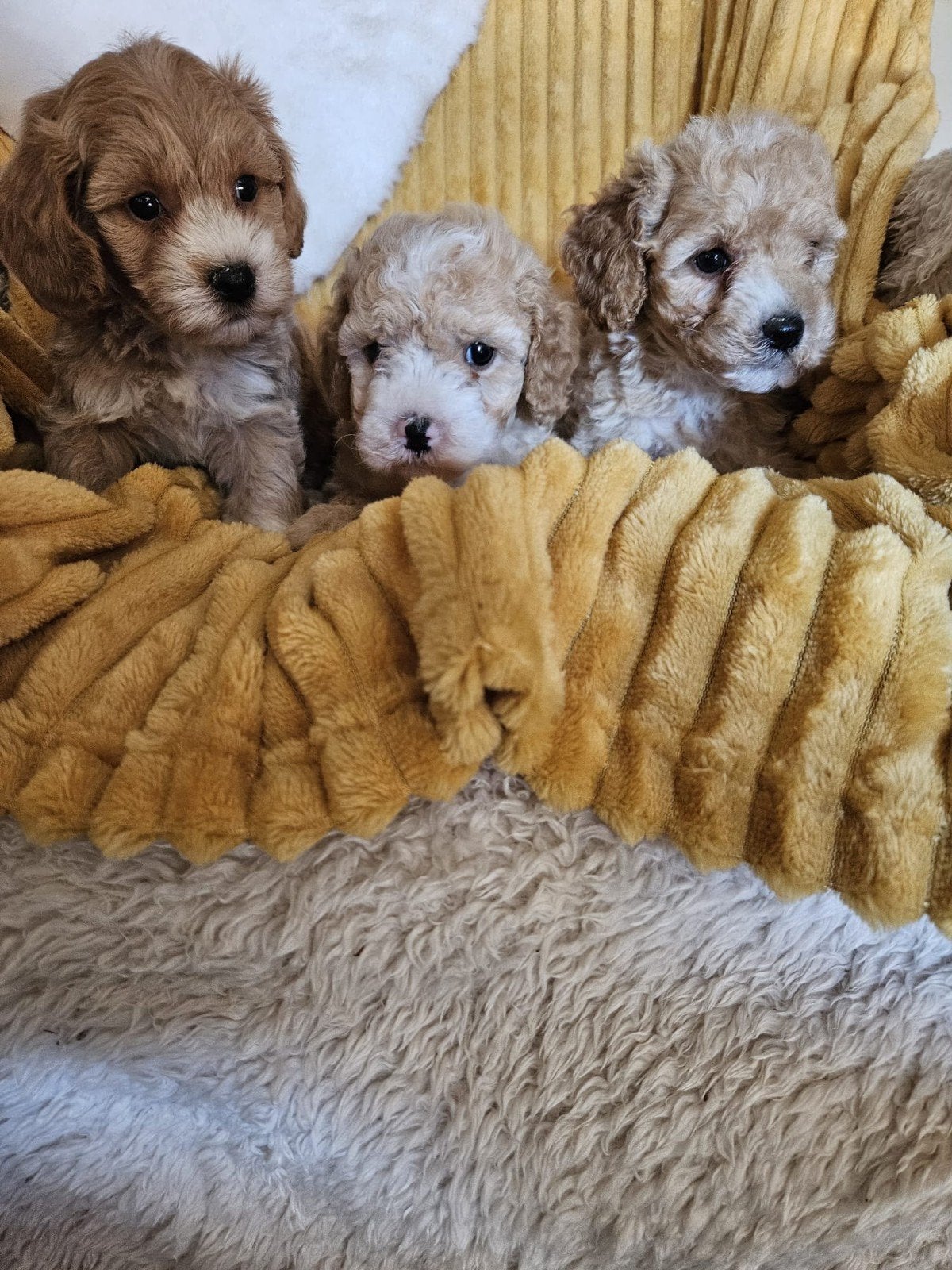 Maltipoo pups, Dieren en Toebehoren, Overige rassen, 8 tot 15 weken, Meerdere, Meerdere dieren