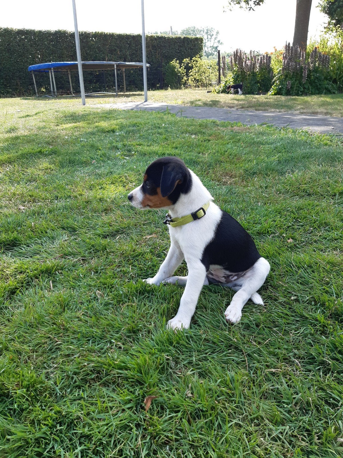 Boerenfox pups te koop, Meerdere, Meerdere dieren, Middel, Nederland