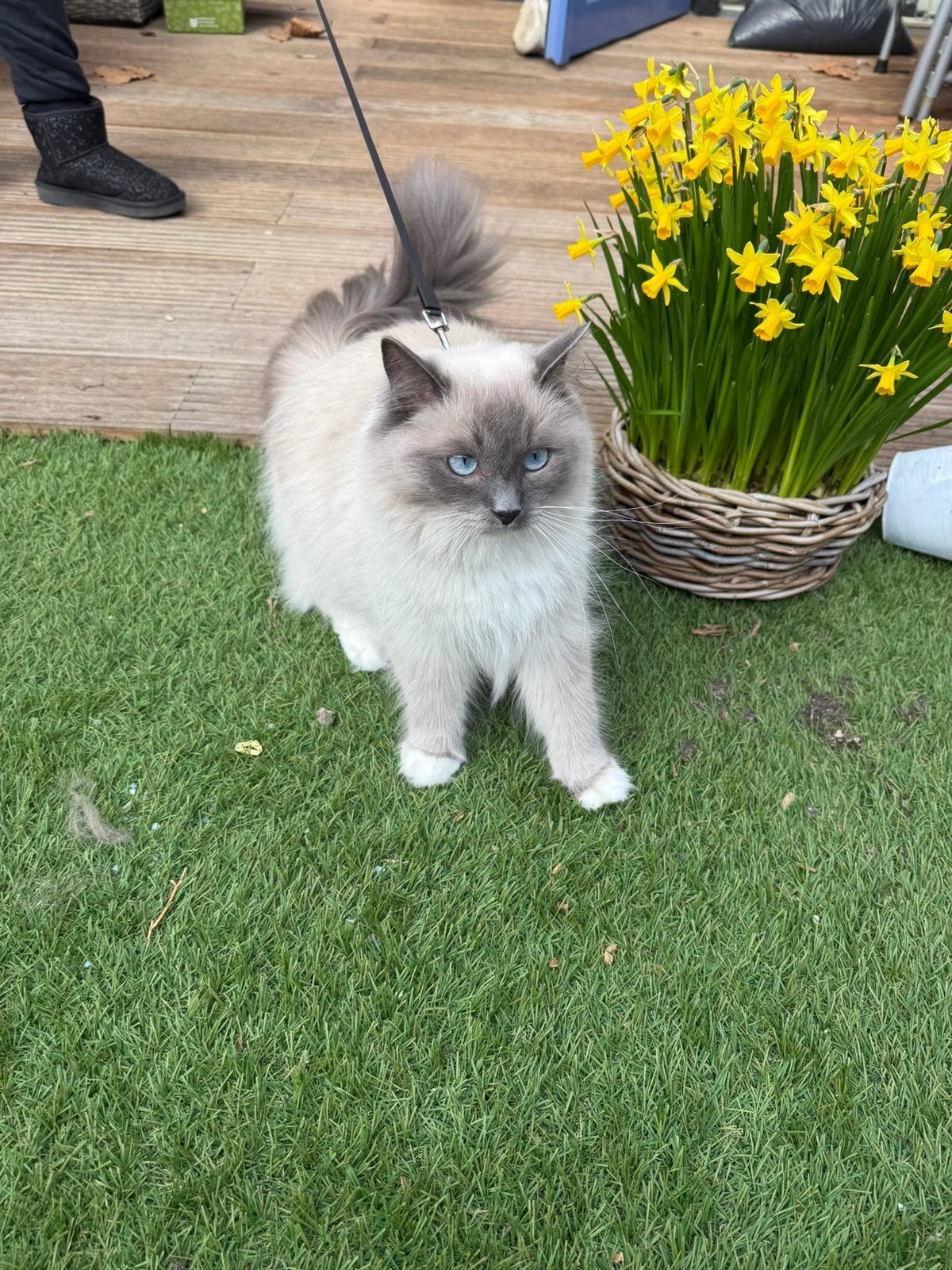 Herplaatsing bluepoint Ragdoll poesje., Dieren en Toebehoren, Katten en Kittens | Raskatten | Langhaar, Poes, Gechipt, 0 tot 2 jaar