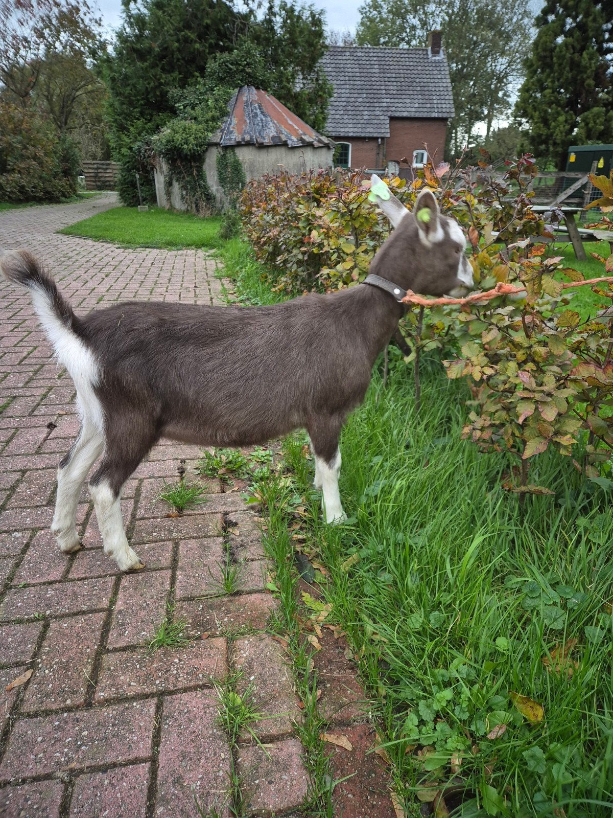 twee mooie jonge toggenburger geiten, Meerdere dieren, Geit