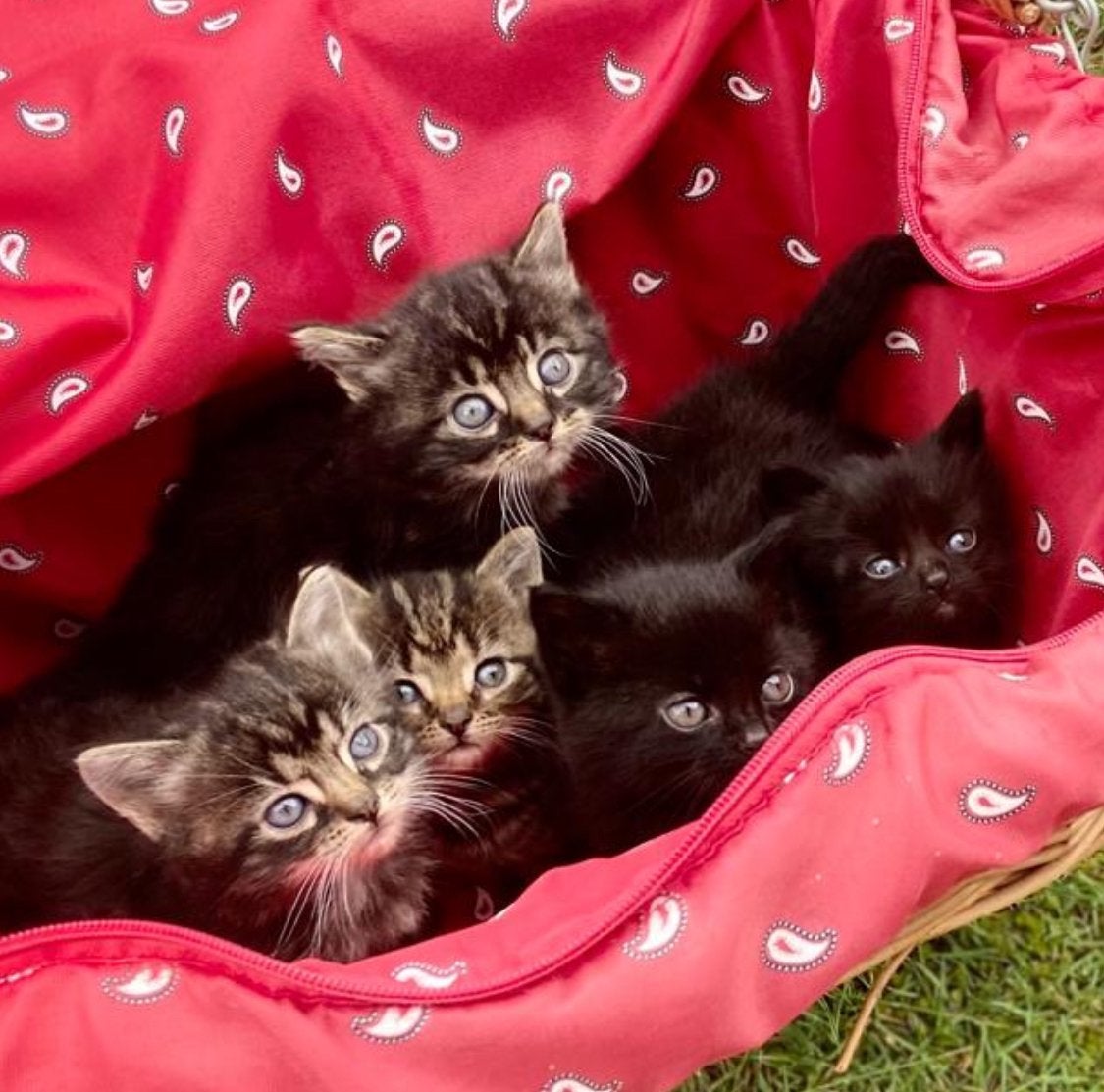 Noorse boskat kittens 😻, Meerdere dieren, Ontwormd, 0 tot 2 jaar