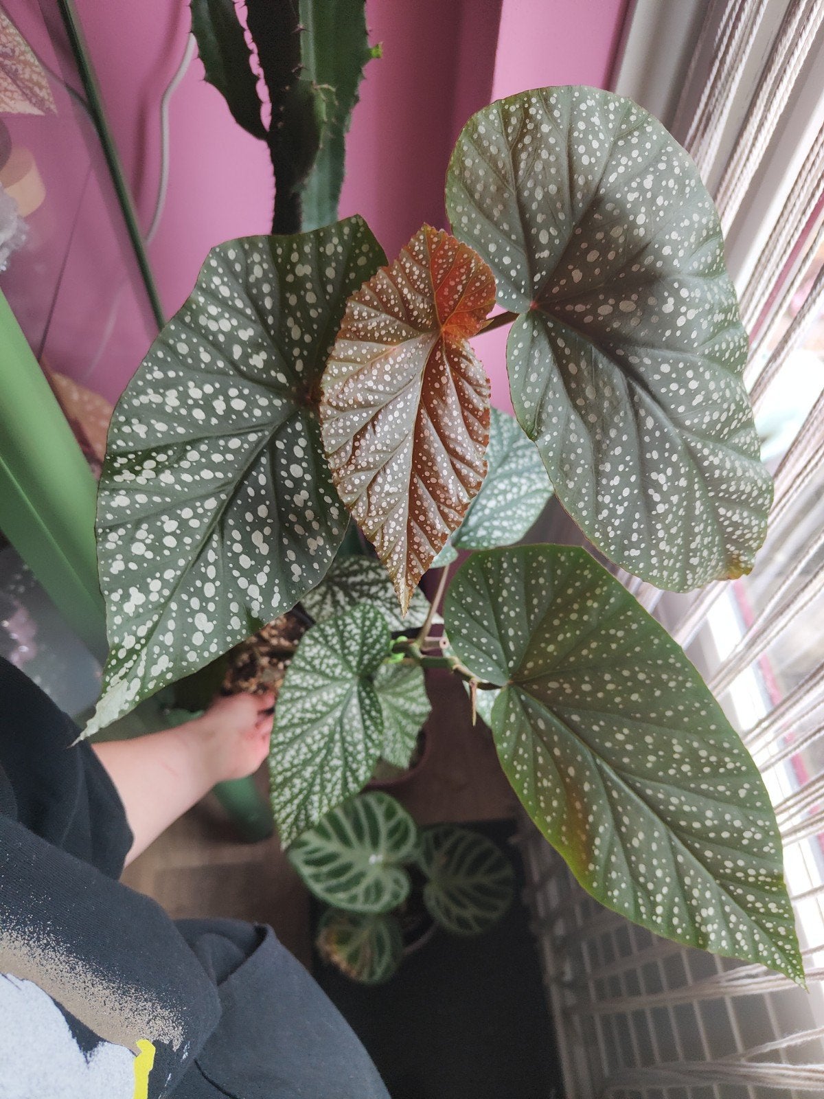 Angel wing begonia, Huis en Inrichting, Kamerplanten, Ophalen, Halfschaduw, Minder dan 100 cm