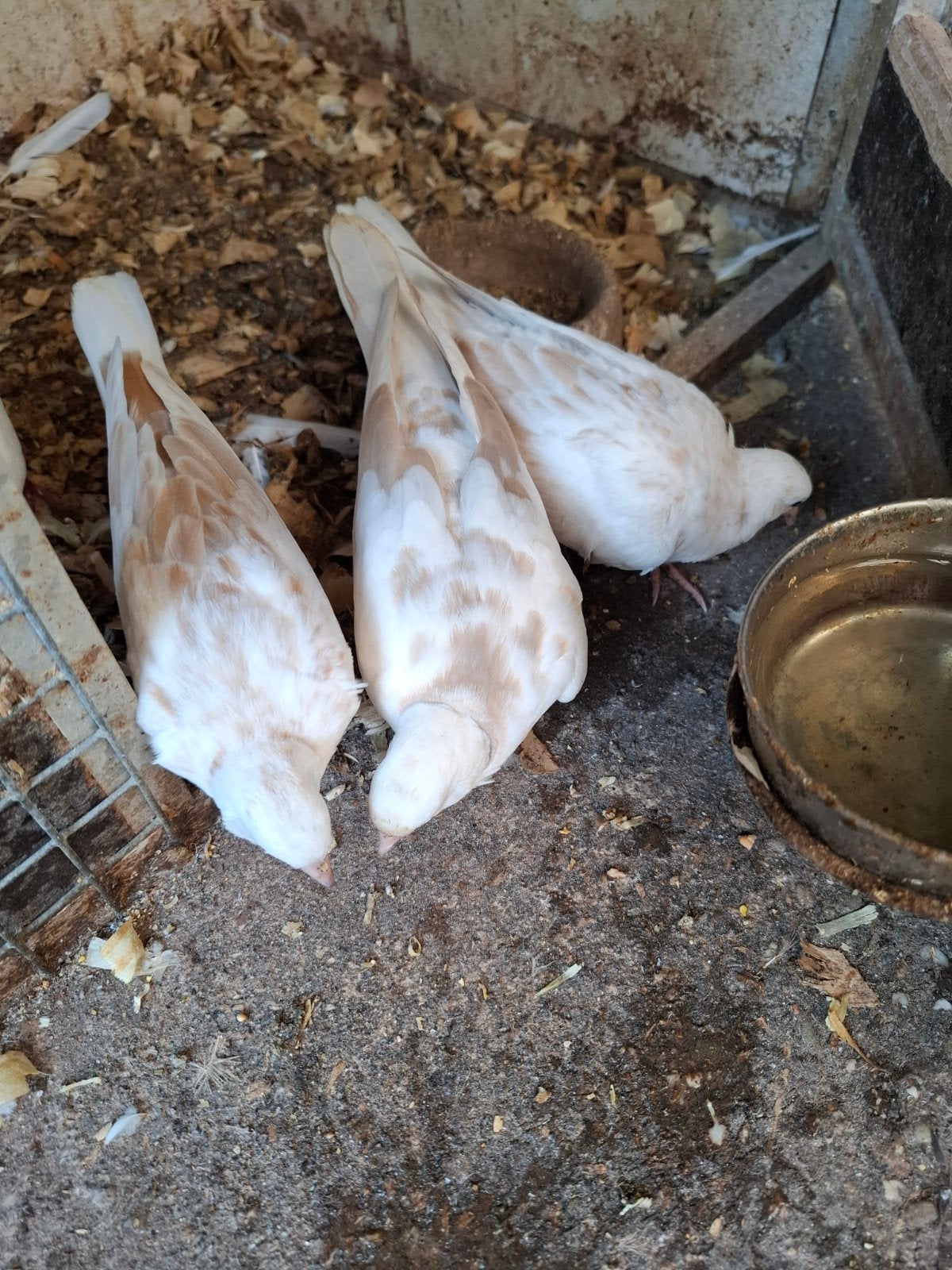 Roodbonte tortelduiven, Meerdere dieren