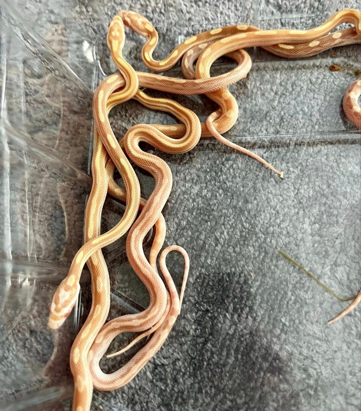 Jonge korenslangen te koop – diverse kleuren/patronen – eten Corn Snake photo 2