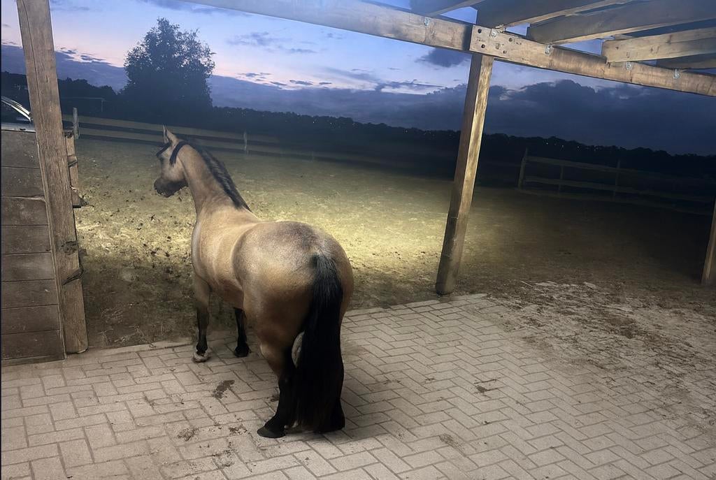 Stalling + (eventueel) weidegang & 24/7 buiten op de paddock, Dieren en Toebehoren, Weidegang, 1 paard of pony