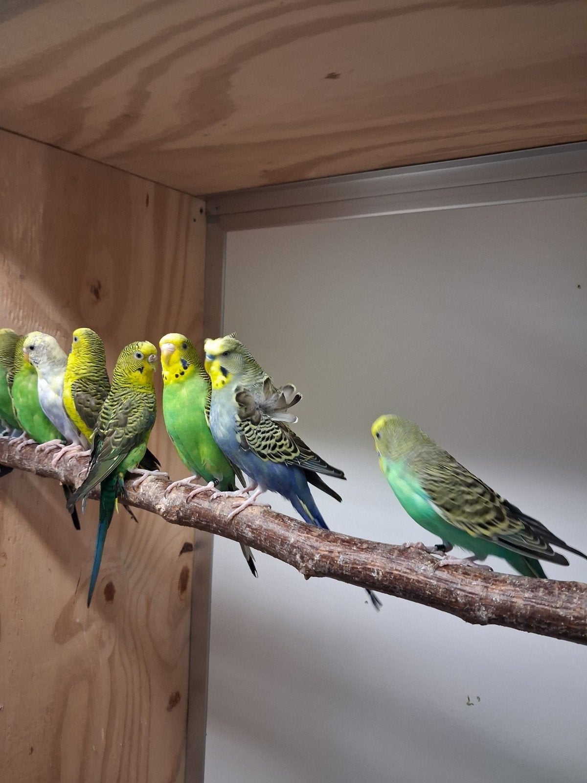 te koop grasparkieten, Dieren en Toebehoren, Vogels | Parkieten en Papegaaien, Meerdere dieren, Parkiet, Geringd