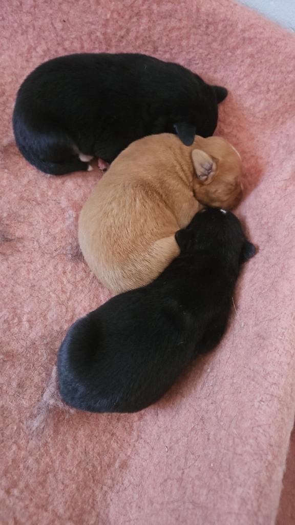Mooi nestje met Boulab pupjes., 8 tot 15 weken, Meerdere, Meerdere dieren, Nederland