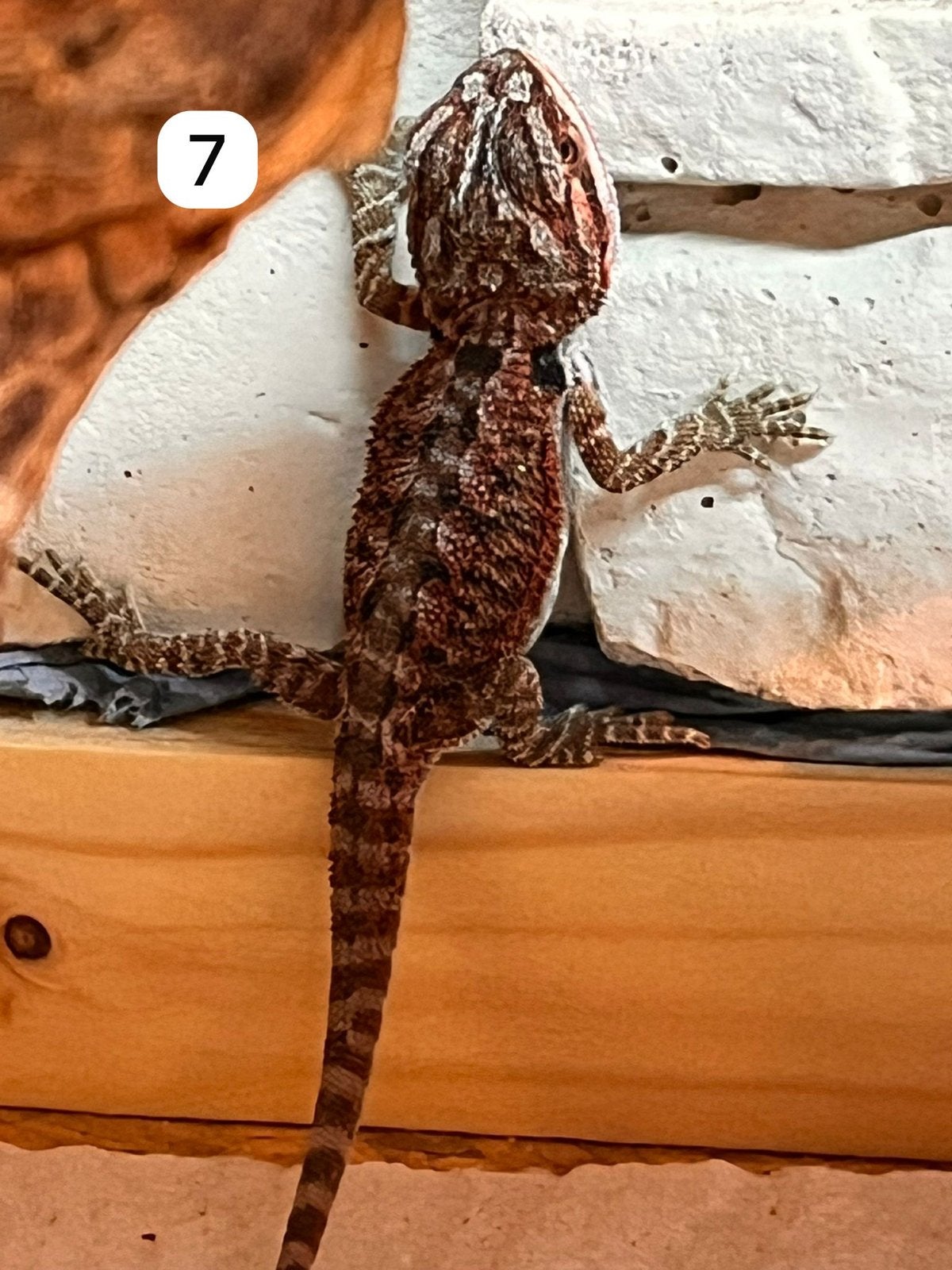 Baby baardegaam te koop, Hagedis, 0 tot 2 jaar