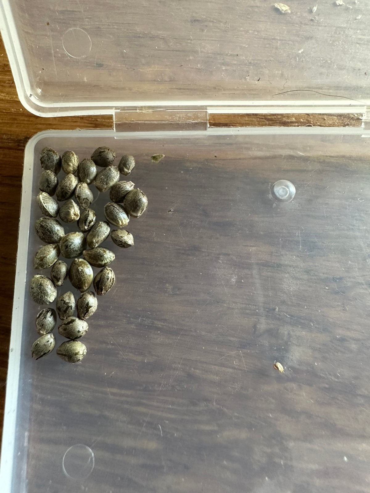 NY Diesel autoflower zaad 10 stuks €35 30 stuks €75, Ophalen of Verzenden, Gebruikt