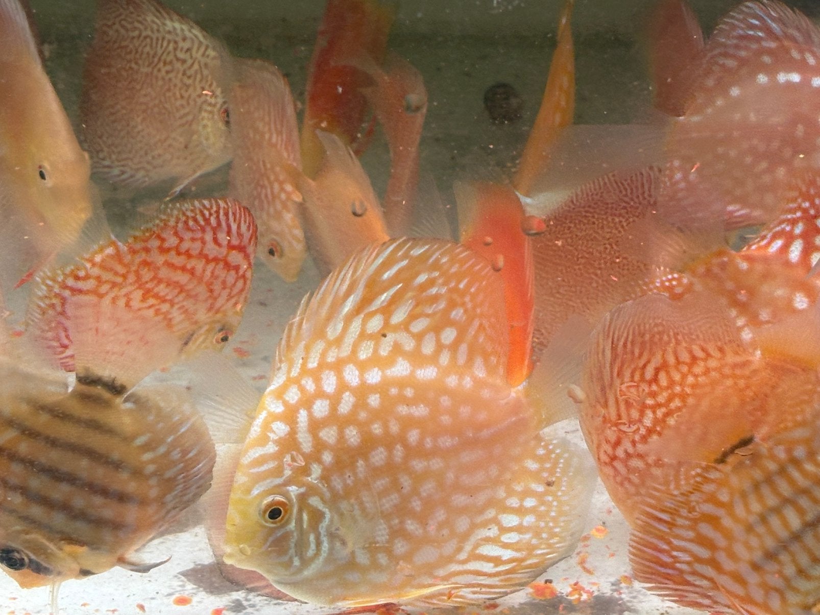Discusvissen, Dieren en Toebehoren, Vissen | Aquariumvissen, Vis