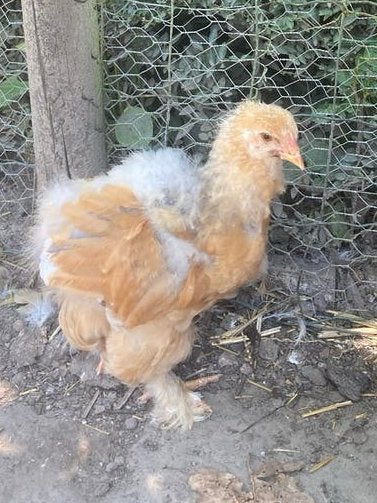 Brahma haantje, Dieren en Toebehoren, Pluimvee, Mannelijk, Kip
