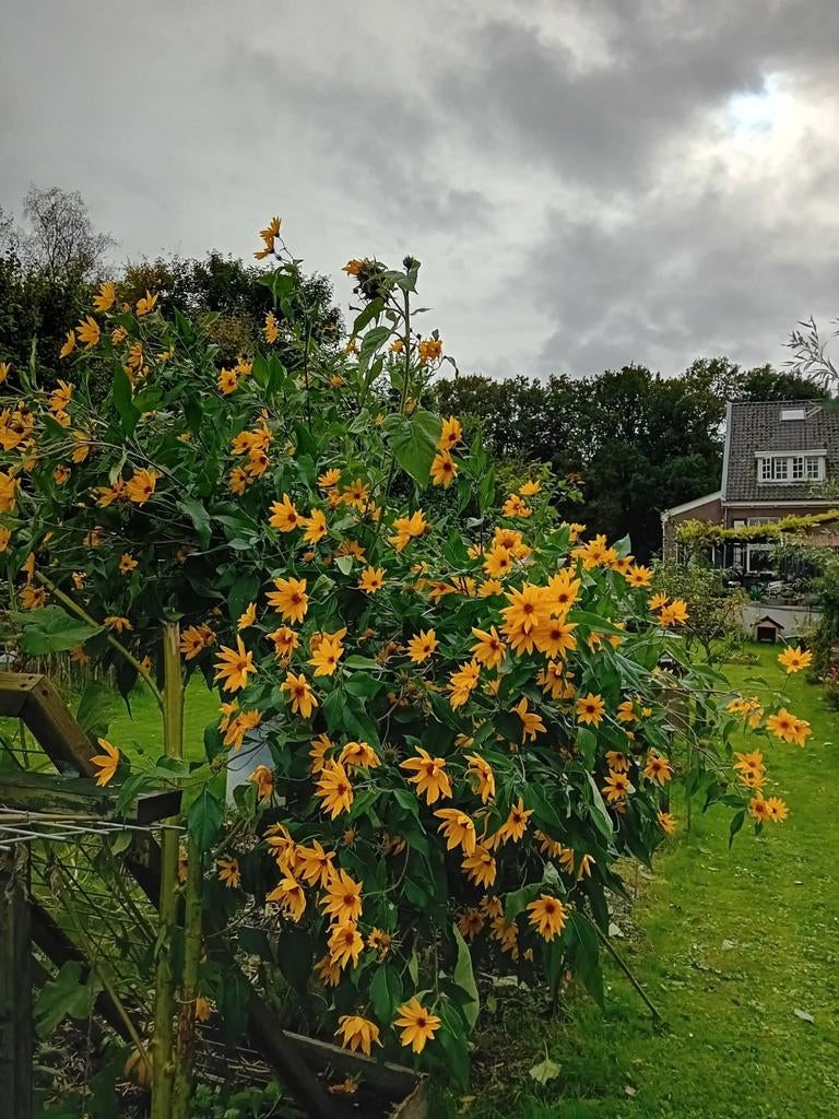 Aardpeer planten - Helianthus tuberosus, Ophalen, Volle zon