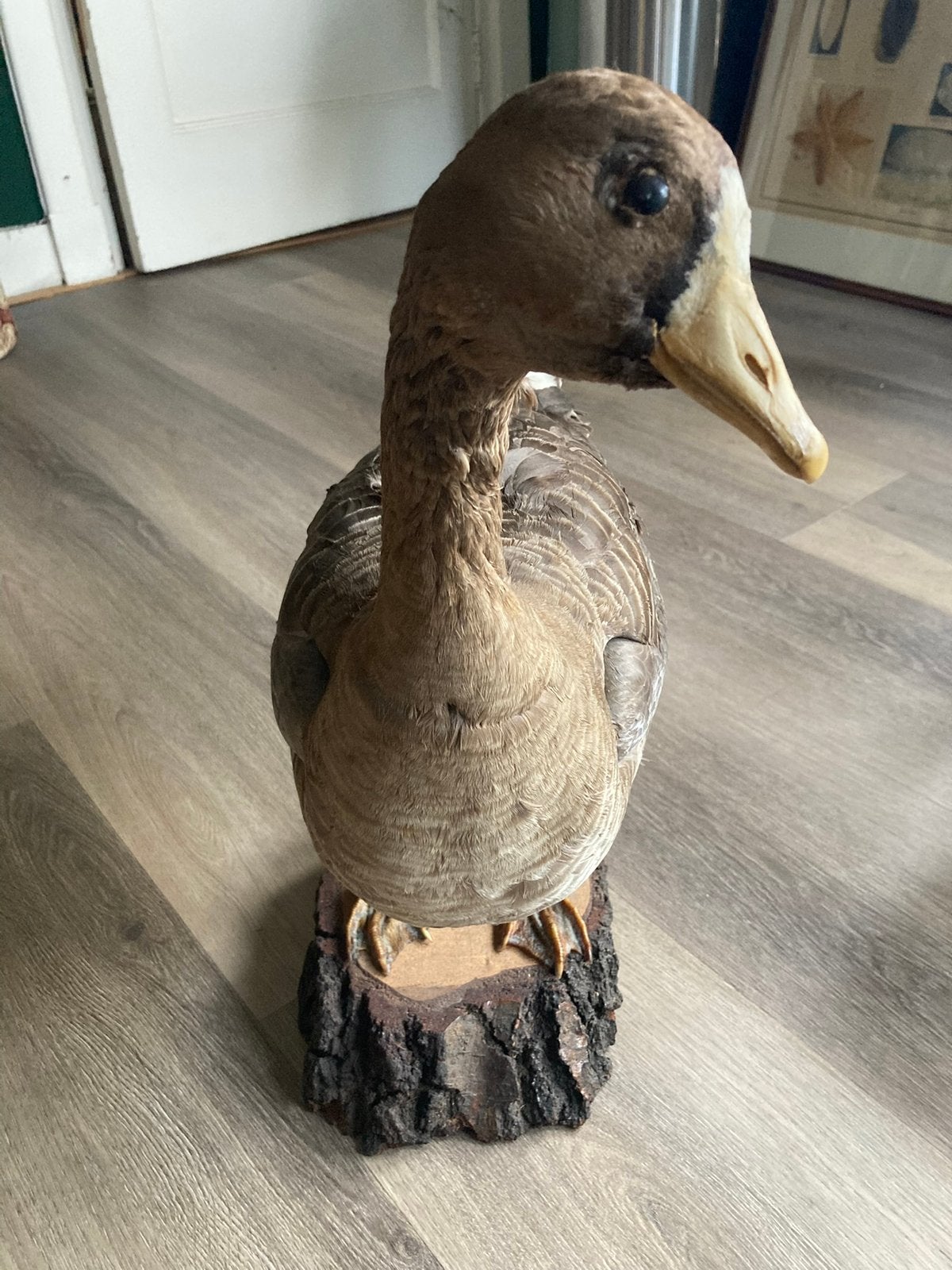 Grauwe Gans, Ophalen of Verzenden, Zo goed als nieuw, Vogel, Opgezet dier
