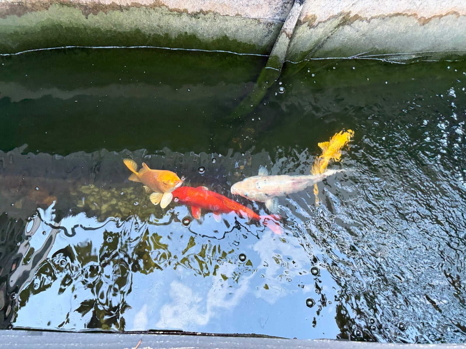 5 koi karpers, Dieren en Toebehoren, Karper of Koi