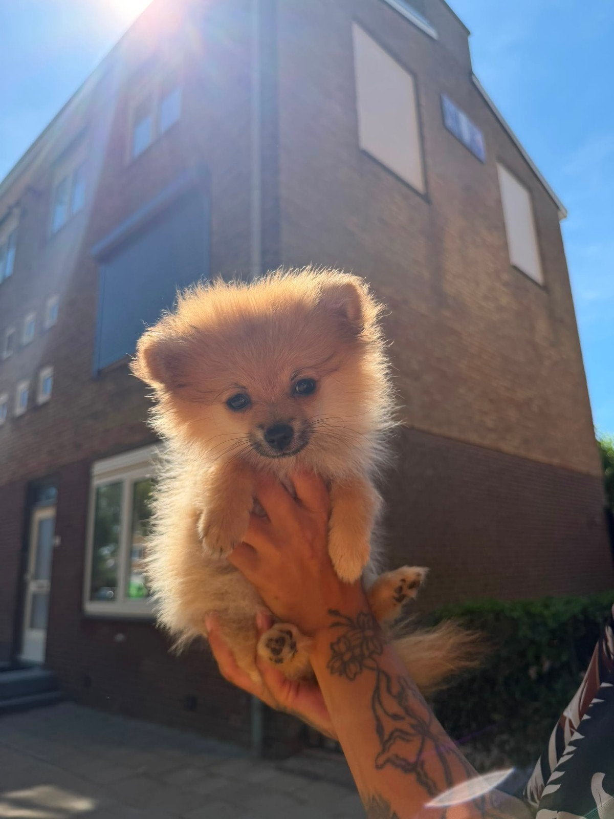 pomeriaan vrouwtje, 8 tot 15 weken, Teef, Eén hond, Klein