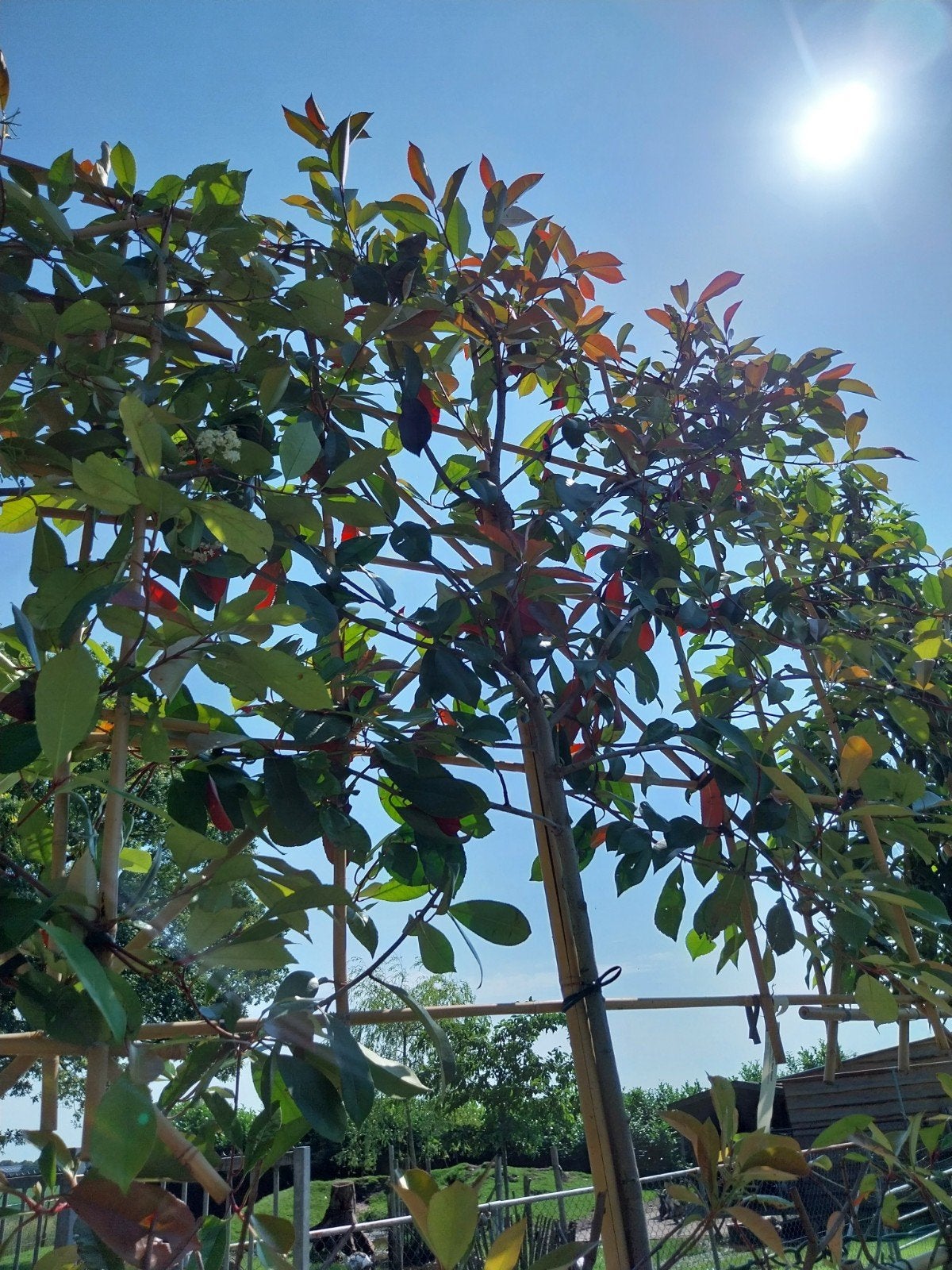 Photinia Red Robin Leivorm - Glansmispel Leischerm, Ophalen