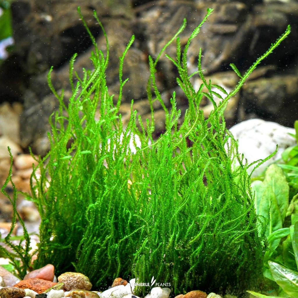 Flame moss / vlam mos, Vis