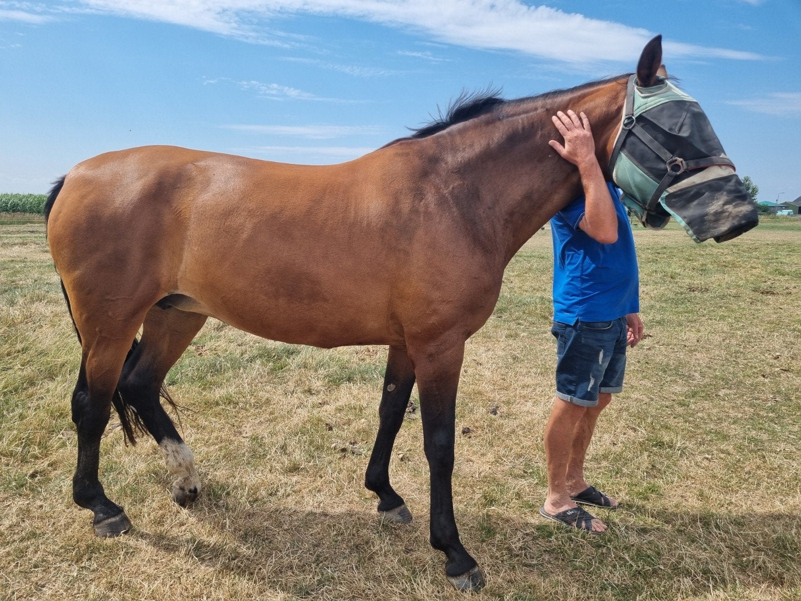 gezocht pensioenplek paard, Dieren en Toebehoren, Stalling en Weidegang, Weidegang, 1 paard of pony