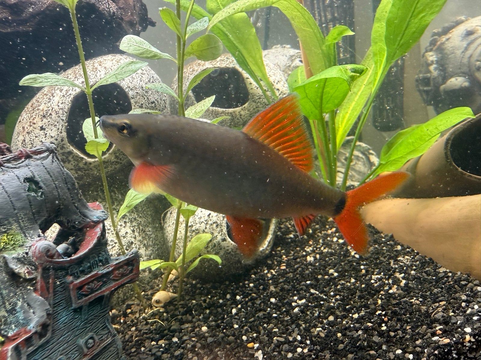 Groene Labeo / Grote Regenbooghaai / Labeo frenatus - XL, Dieren en Toebehoren, Vis