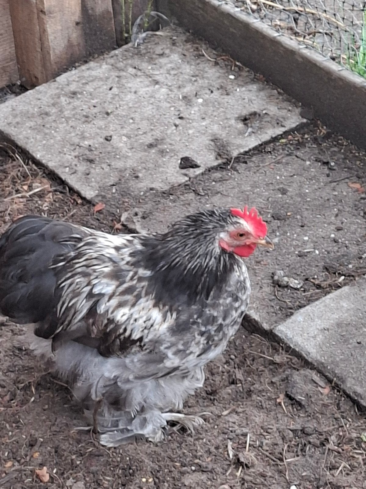 2 prachtige cochin hanen, Dieren en Toebehoren, Meerdere dieren, Kip