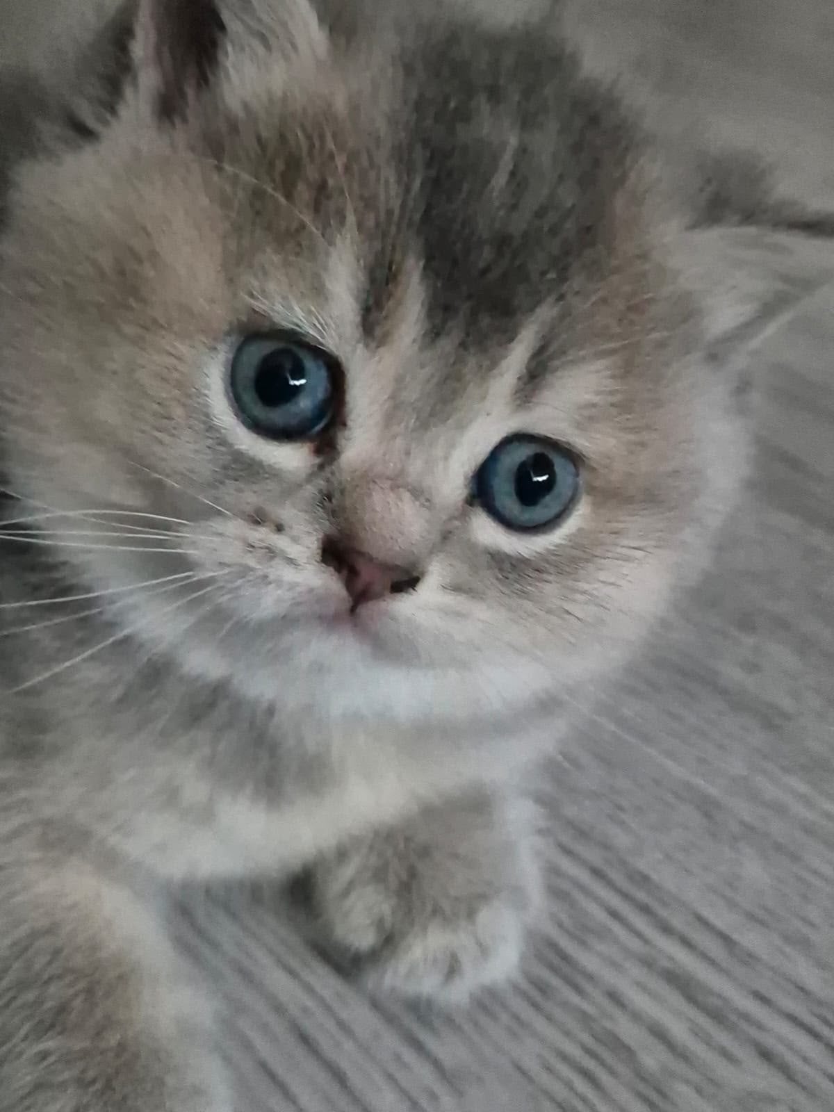 Brits kort haar, Meerdere dieren